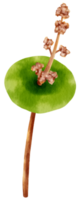 illustration aquarelle de plante d'intérieur crassula png