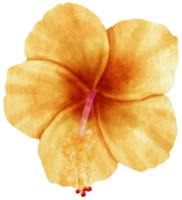 estilo de acuarela de flor de hibisco amarillo para elemento decorativo png