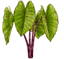 Colocasia tropical plant watercolor illustration png