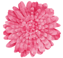 acuarela de flor rosa pintada para elemento decorativo png