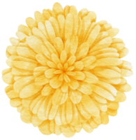 aquarelle fleur jaune peinte pour élément décoratif png