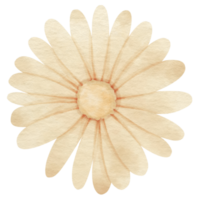 fiore bianco dipinto ad acquerello per elemento decorativo png