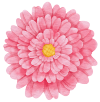 Pink flower watercolor painted for Decorative Element png