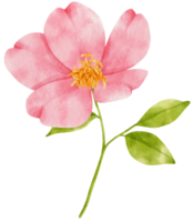 rosa blumenaquarellillustration png