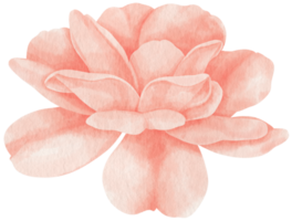 roze roos bloemen aquarel illustratie png