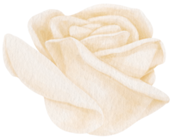 illustrazione dell'acquerello di fiori di rosa bianca png