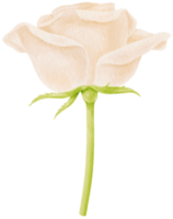 rosa blanca flores acuarela ilustración png