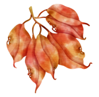 ramo de estilo aquarela de folha vermelha de outono para elemento decorativo png