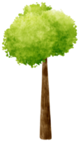 illustration aquarelle arbre pour élément décoratif png