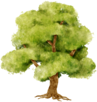 ilustração em aquarela de árvore para elemento decorativo png