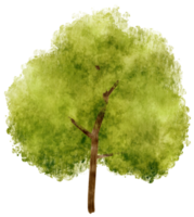 Tree watercolor illustration for Decorative Element png