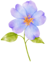 illustration aquarelle de fleurs violettes png