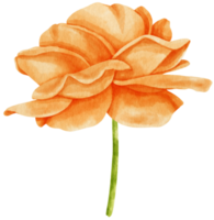 rosa naranja flores acuarela ilustración png