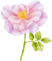 illustration aquarelle de fleurs roses pourpres png