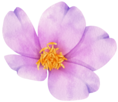 Purple flowers watercolor illustration png