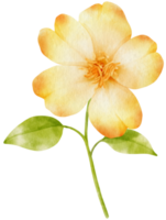 vackra gula blommor akvarell illustration png