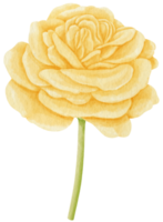 illustration aquarelle de fleurs roses jaunes png