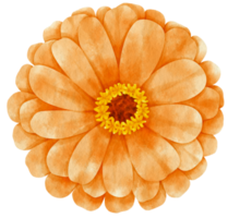 Orange flower watercolor painted for Decorative Element png