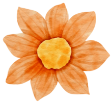 Orange flower watercolor painted for Decorative Element png