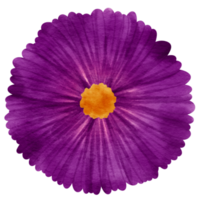 fiore viola dipinto ad acquerello per elemento decorativo png