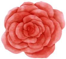 Red rose flower watercolor painted for Decorative Element png