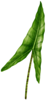 alocasia tropische blattaquarellillustration png