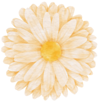 White flower watercolor painted for Decorative Element png