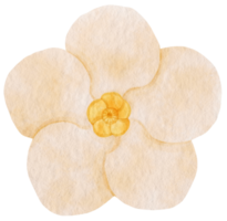 vit blomma akvarell målad för dekorativt element png