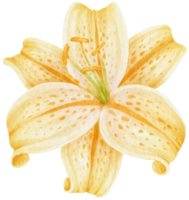 hermosa ilustración de acuarela de flores de lirio png