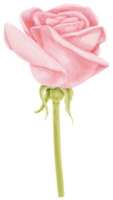 rosa ros blommor akvarell illustration png