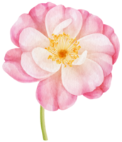 roze roos bloemen aquarel illustratie png