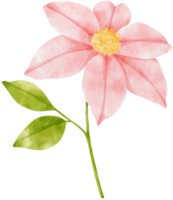 rosa klematis blommor akvarell illustration png