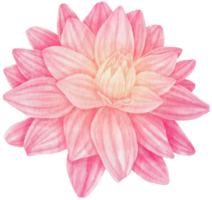 Pink dahlia flowers watercolor illustration png