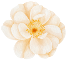 vita ros blommor akvarell illustration png