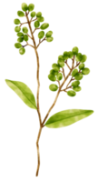 Zweig der grünen Blattaquarellart für dekoratives Element png