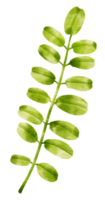 rama de estilo acuarela de hoja verde para elemento decorativo png