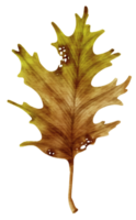trockener Herbstblatt-Aquarellstil für dekoratives Element png
