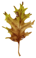 style aquarelle de feuille d'automne sèche pour élément décoratif png