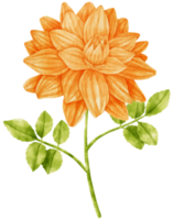 Orange dahila flowers watercolor illustration png