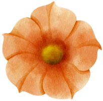 illustration aquarelle de fleurs de gloire du matin orange png