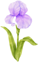 Purple iris flowers watercolor illustration png