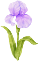 illustration aquarelle de fleurs d'iris violet png