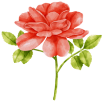 Red rose flowers watercolor illustration png