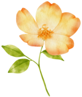 vackra gula blommor akvarell illustration png