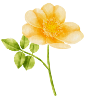 gul ros blommor akvarell illustration png