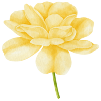 ilustração em aquarela de flores rosas amarelas png