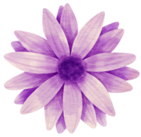 acuarela de flor morada pintada para elemento decorativo png