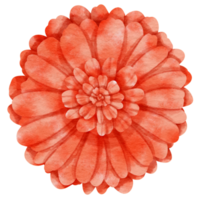 Red flower watercolor painted for Decorative Element png