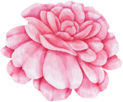 estilo de acuarela de flor rosa rosa para elemento decorativo png