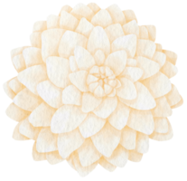 White dahlia flower watercolor style for Decorative Element png